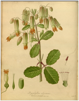 Salisbury(1805) Bryophyllum calycinum.png