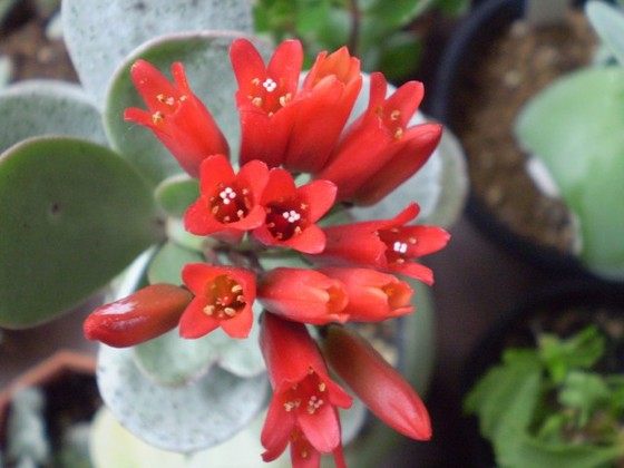 farinacea flower.jpg