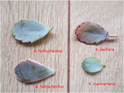 laxifrola leaf.png